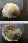 Моллюск (спондилюс) Spondyloidea
