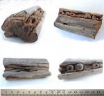 фрагмент челюсти ихтиозавра Platypterygius(платиптерегий)