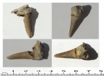 Зуб костной рыбы  Enchodus(энходус)
