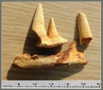 Фрагмент челюсти костной рыбы с зубами.