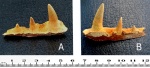 Зубы костной рыбы(фрагмент нижней челюсти)