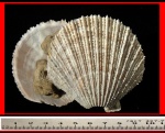 Моллюск двустворка (пектинида) pectinidae-морские гребешки