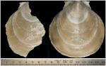 Реконструкция двустворчатого моллюска  Entolium sp.