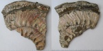 Пиритизированный фрагмент аммонита Aulacostephanus autissiodorensis