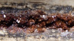 Фрагмент дерева с кристаллами горного хрусталя