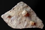 Pentremites godoni Defrance, 1819 и Pentremites pyriformis