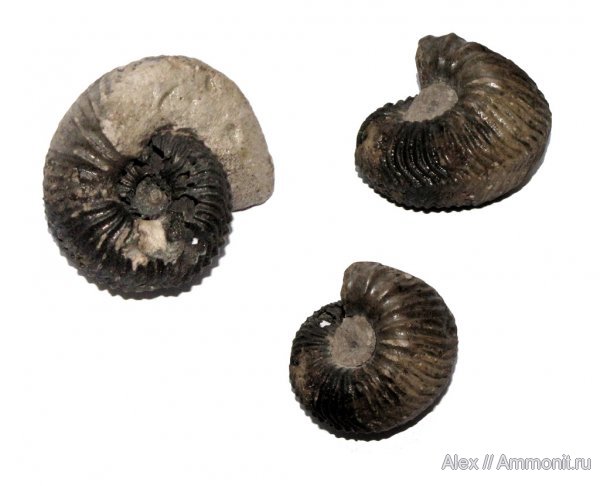 аммониты, Goliathiceras, оксфорд, Ammonites, Oxfordian