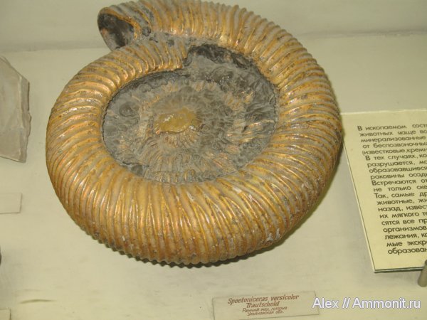 аммониты, мел, ПИН, Ульяновск, Speetoniceras, Speetoniceras versicolor, Ammonites, Hauterivian, Cretaceous