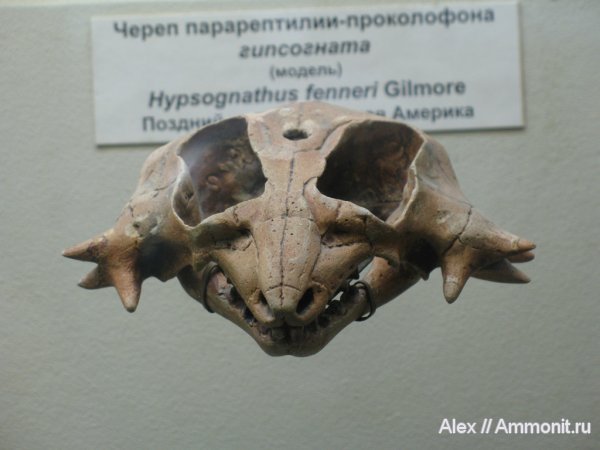 рептилии, музеи, ПИН, Hypsognathus fenneri, Hypsognathus