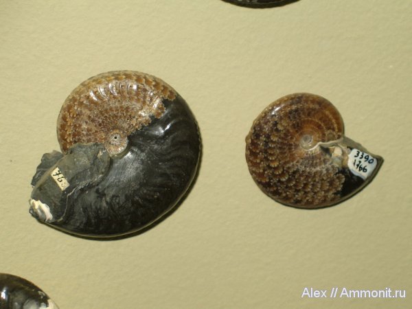 аммониты, меловой период, музеи, ПИН, Aconeceras, Aconeceras trautscholdi, Ammonites, Aptian, Cretaceous
