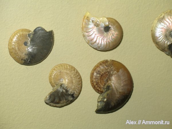 аммониты, мел, меловой период, музеи, ПИН, Aconeceras, Aconeceras trautscholdi, Ammonites, Aptian, Cretaceous