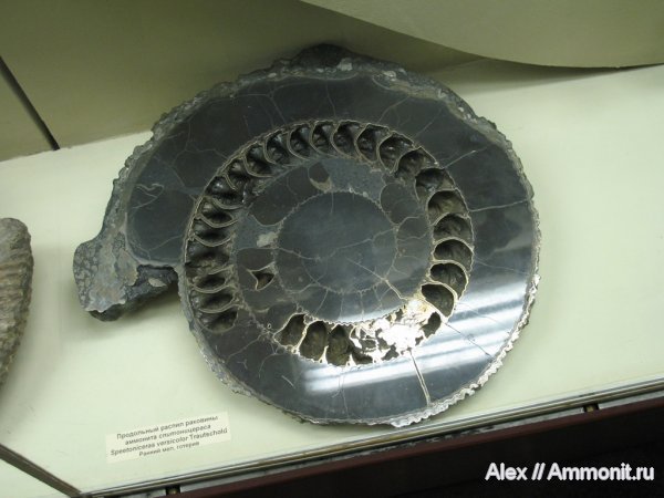 аммониты, мел, меловой период, музеи, ПИН, Speetoniceras, Ammonites, Hauterivian, Cretaceous