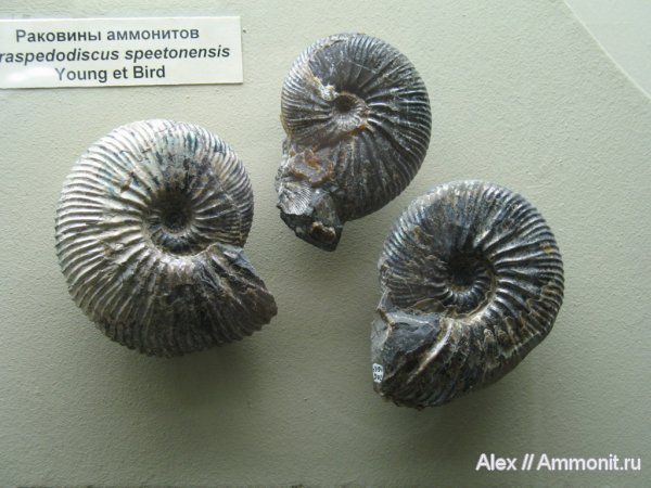 аммониты, мел, музеи, ПИН, Ульяновск, Craspedodiscus, Craspedodiscus speetonensis, Ammonites, Cretaceous