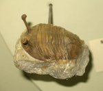 Asaphus kowalewskii в палеонтологическом музее