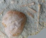 Зубная пластина Solenodus crenulatus
