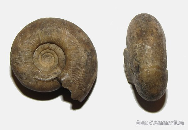 аммониты, пермь, Uraloceras, Goniatitida, Ammonites, Uraloceras involutum, Paragastrioceratidae, Permian