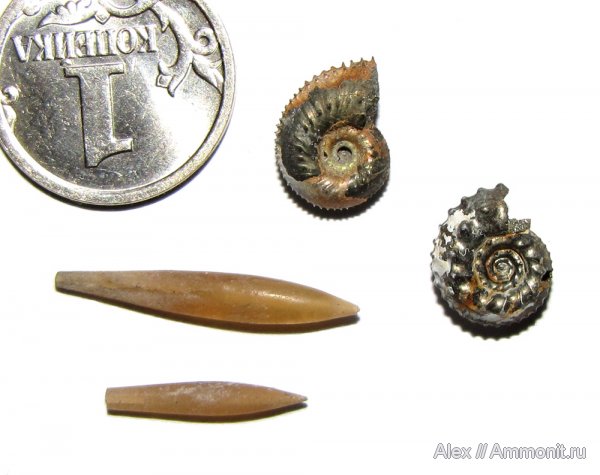 аммониты, белемниты, Kosmoceras, Hibolites, Kosmoceratidae, Ammonites, belemnites