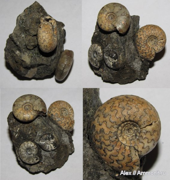 аммониты, юра, волжский ярус, Craspedites, р. Унжа, палеоарт, Ammonites, Volgian, Jurassic