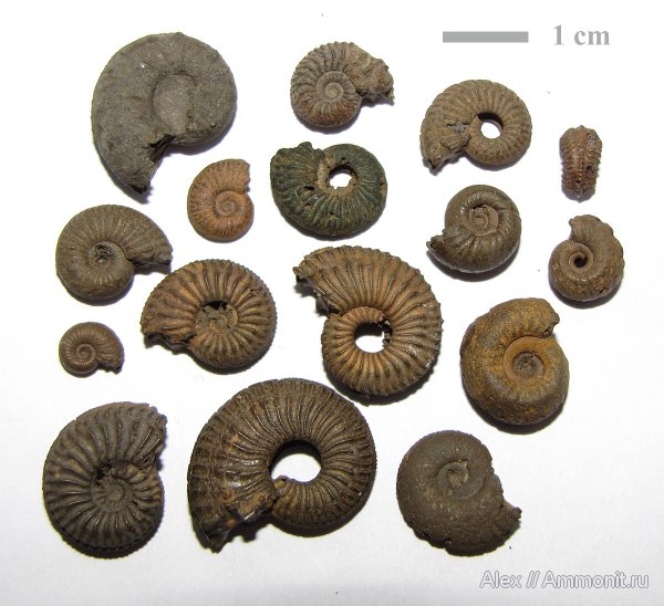 аммониты, юра, оксфорд, Amoeboceras, Рыбаки, Perisphinctidae, Ammonites, Oxfordian, Jurassic