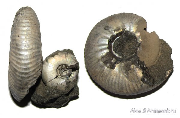 аммониты, волжский ярус, Еганово, Craspedites, Ammonites, Craspeditidae, Volgian