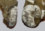 Аммонит Pseudocadoceras sp.