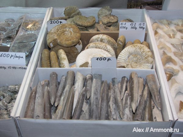 аммониты, белемниты, коммерция, выставки, Гемма, Ammonites, belemnites