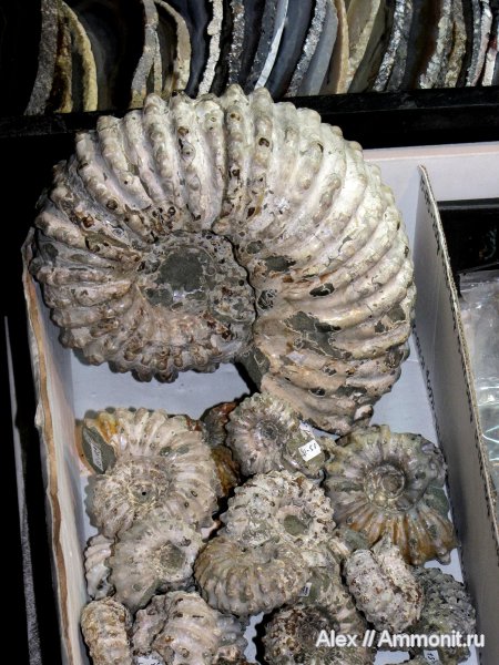 аммониты, мел, Douvilleiceras mammilatum, Douvilleiceras, Ammonites, Douvilleiceratidae, Cretaceous