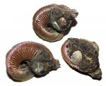 Amoeboceras с другими моллюсками