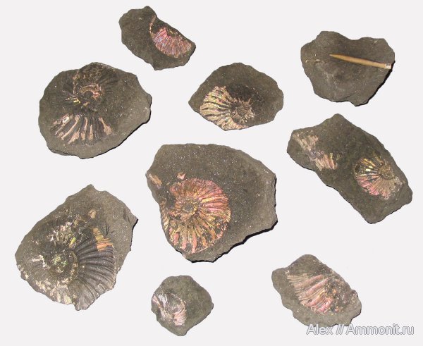 аммониты, юра, Коломенское, Virgatites, волжский ярус, Ammonites, Virgatitidae, Volgian, Jurassic