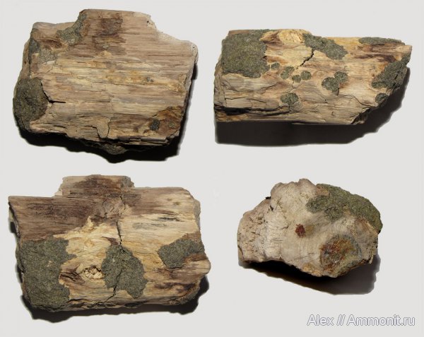 мел, меловой период, древесина, окаменевшее дерево, Cretaceous