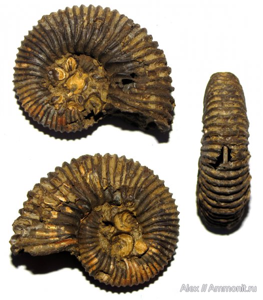 аммониты, юра, оксфорд, двустворки, Peltoceras, Ammonites, Peltoceratinae, Aspidoceratidae, Oxfordian, Jurassic