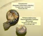 Elatmites submutatus и Cadoceras ex gr. elatmae