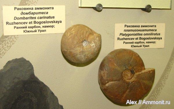 аммониты, карбон, ПИН, Goniatitida, Ammonites, Dombarites carinatus, Platygoniatites omniliratus, Dombarites, Platygoniatites, намюр