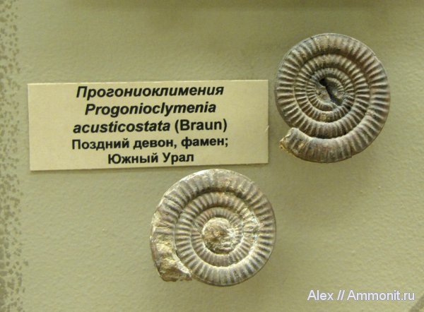 аммониты, девон, ПИН, Devonian, Ammonites, Progonioclymenia acusticostata, Progonioclymenia, Clymeniida