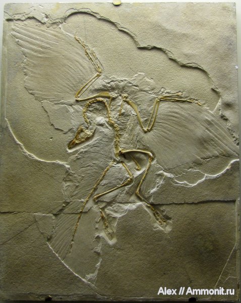 юра, Германия, музеи, ПИН, Archaeopteryx, Archaeopteryx lithographica, Jurassic