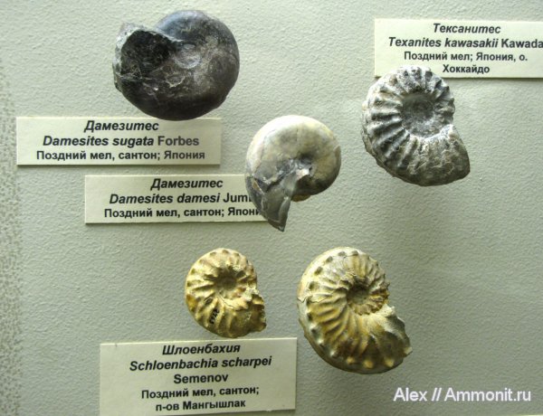 аммониты, мел, Япония, Казахстан, Schloenbachia, Ammonites, Schloenbachia scharpei, Damesites, Texanites, Desmoceratidae, Cretaceous