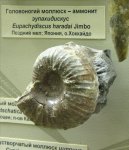 Аммонит Eupachydiscus haradai