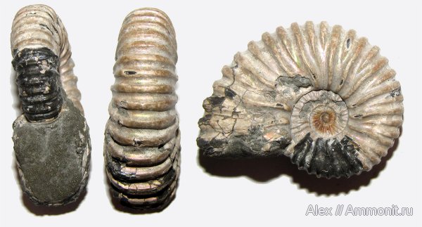 аммониты, мел, Ammonites, Colombiceras, Cretaceous