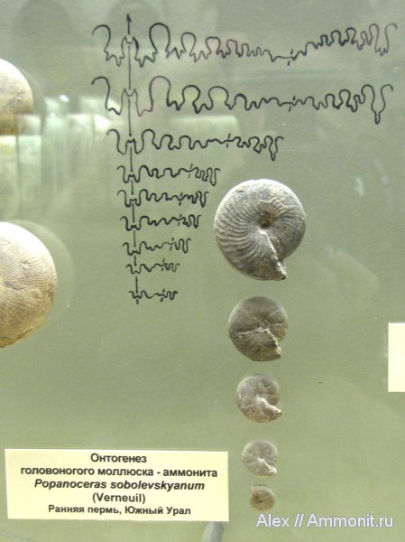 аммониты, пермь, музеи, ПИН, Popanoceras, Goniatitida, Ammonites, Popanoceras sobolevskyanum, Popanoceratidae, Permian
