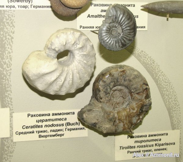 триас, музеи, ПИН, Ceratites nodosus, Tirolites rossicus, Ceratitida, Tirolites, Ceratites, Triassic