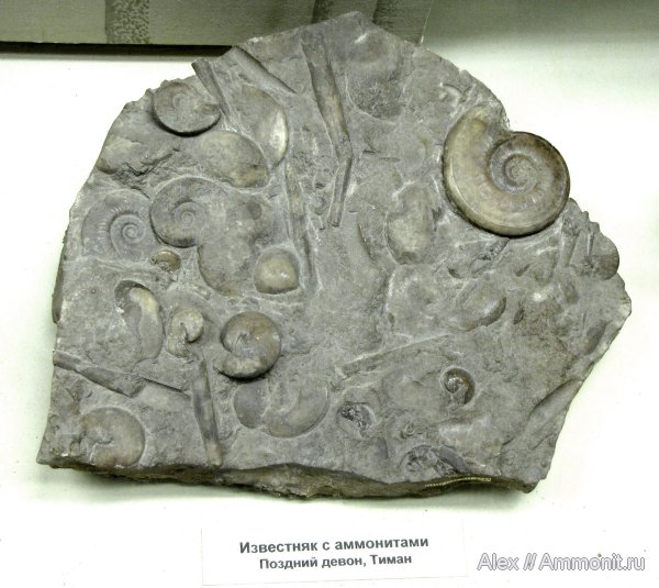 аммониты, девон, музеи, ПИН, Devonian, Ammonites