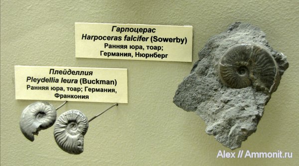 аммониты, юра, музеи, ПИН, Ammonites, Harpoceras, Pleydellia leura, Pleydellia, Harpoceras falciferum, Harpoceratinae, Hildoceratidae, Jurassic