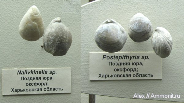 брахиоподы, музеи, ПИН, Postepithyris, Nalivkinella, Terebratulida