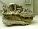 Настоящий череп тарбозавра