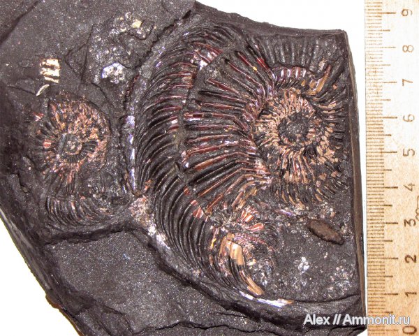 аммониты, юра, Бронницы, оксфорд, Amoeboceras, Amoeboceras alternoides, устье, Ammonites, Oxfordian, Jurassic