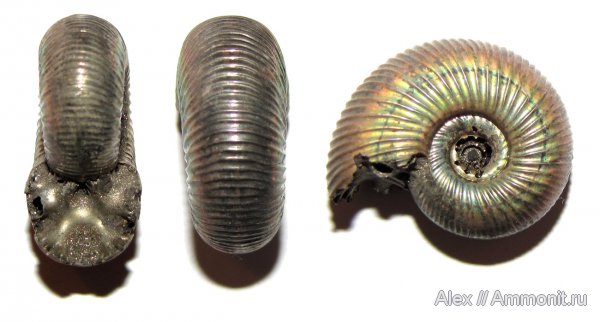 аммониты, юра, оксфорд, Perisphinctidae, Ammonites, Subdiscosphinctes, Oxfordian, Jurassic