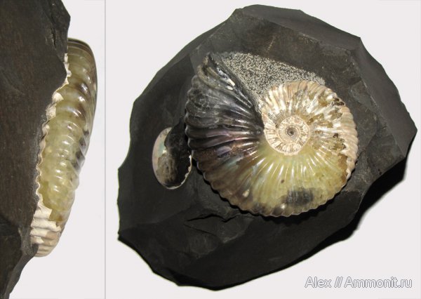 аммониты, мел, Deshayesites, апт, Deshayesites deshayesi, Ammonites, Deshayesitidae, Aptian, Cretaceous