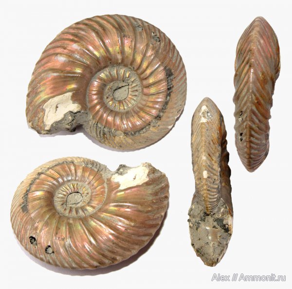 аммониты, юра, келловей, Quenstedtoceras, Quenstedtoceras praelamberti, Ammonites, Callovian, Jurassic, Middle Jurassic
