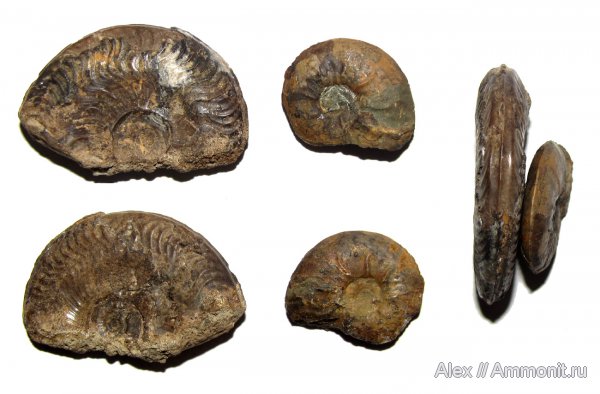 аммониты, Ammonites, Leioceras, Graphoceratidae
