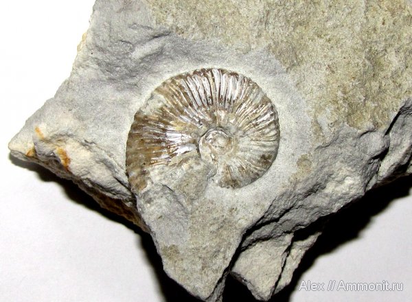 аммониты, юра, кимеридж, Aulacostephanus, Ammonites, Aulacostephanidae, Kimmeridgian, Jurassic, Upper Jurassic